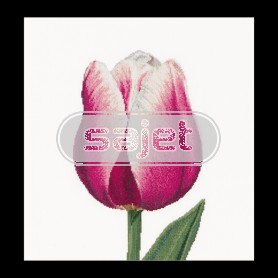 borduurpakket tulp-4