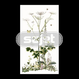 borduurpakket berenklauw