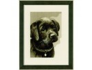 borduurpakket labradorpup
