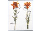 borduurpakket iris en lelie
