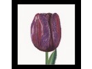borduurpakket tulp-1