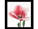 borduurpakket tulp-5