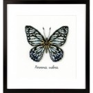 borduurpakket insecten, blauwe vlinder